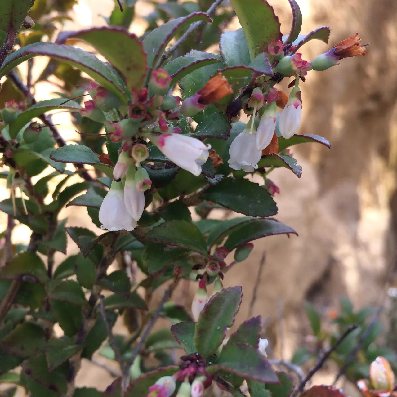 California-huckleberry (Vaccinium ovatum, Fl. Amer. Sept. 1: 290 (1813))