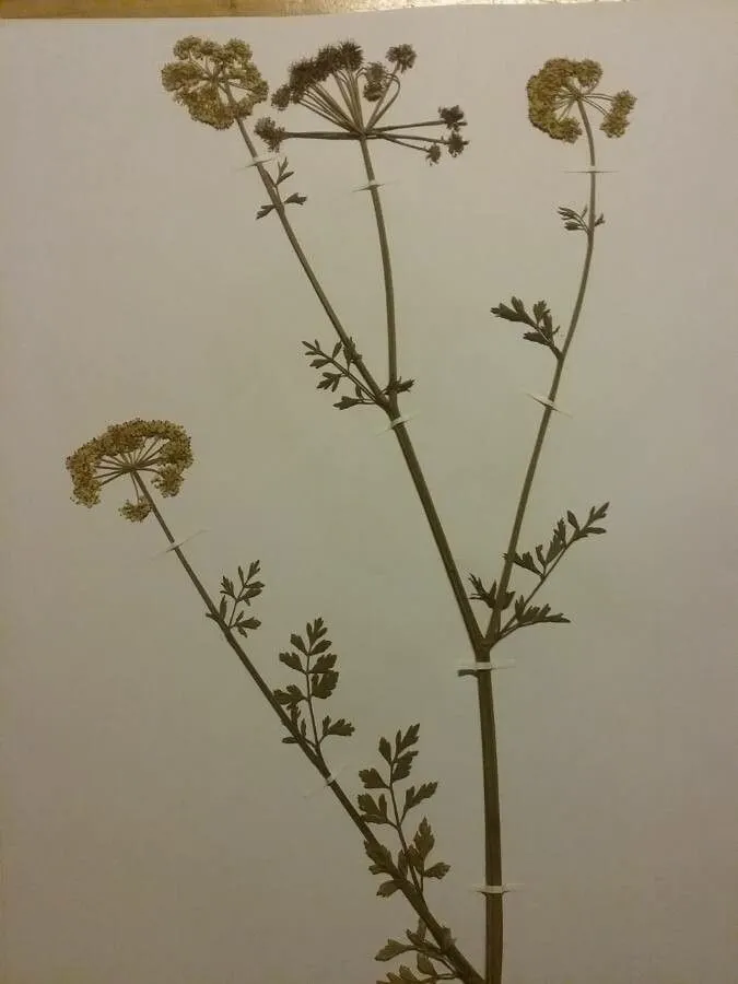 Fineleaf waterdropwort (Oenanthe aquatica, J.B.A.M.de Lamarck, Encycl. 4: 530 (1798))