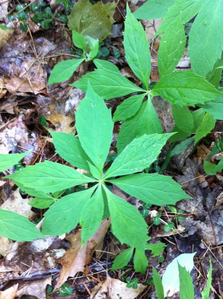 Mountain aster (Oclemena acuminata, Leafl. Bot. Observ. Crit. 1: 4 (1903))