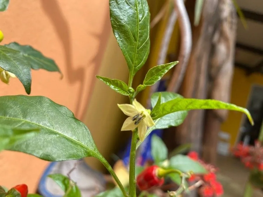 Yellow squash pepper (Capsicum chinense, Hort. Bot. Vindob. 3: 38 (1777))