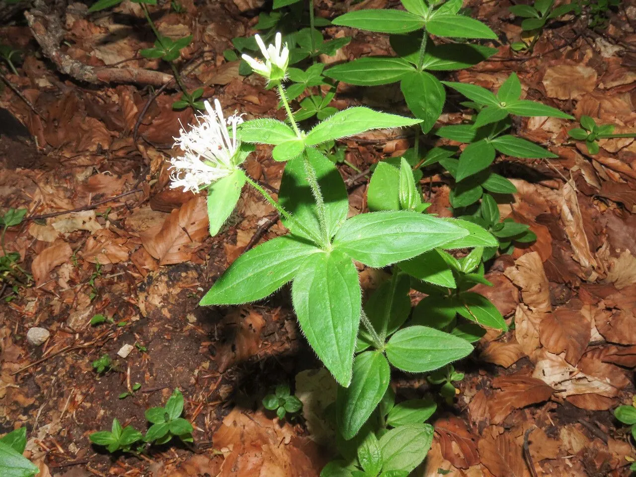 Pink woodruff (Asperula taurina, Sp. Pl.: 103 (1753))