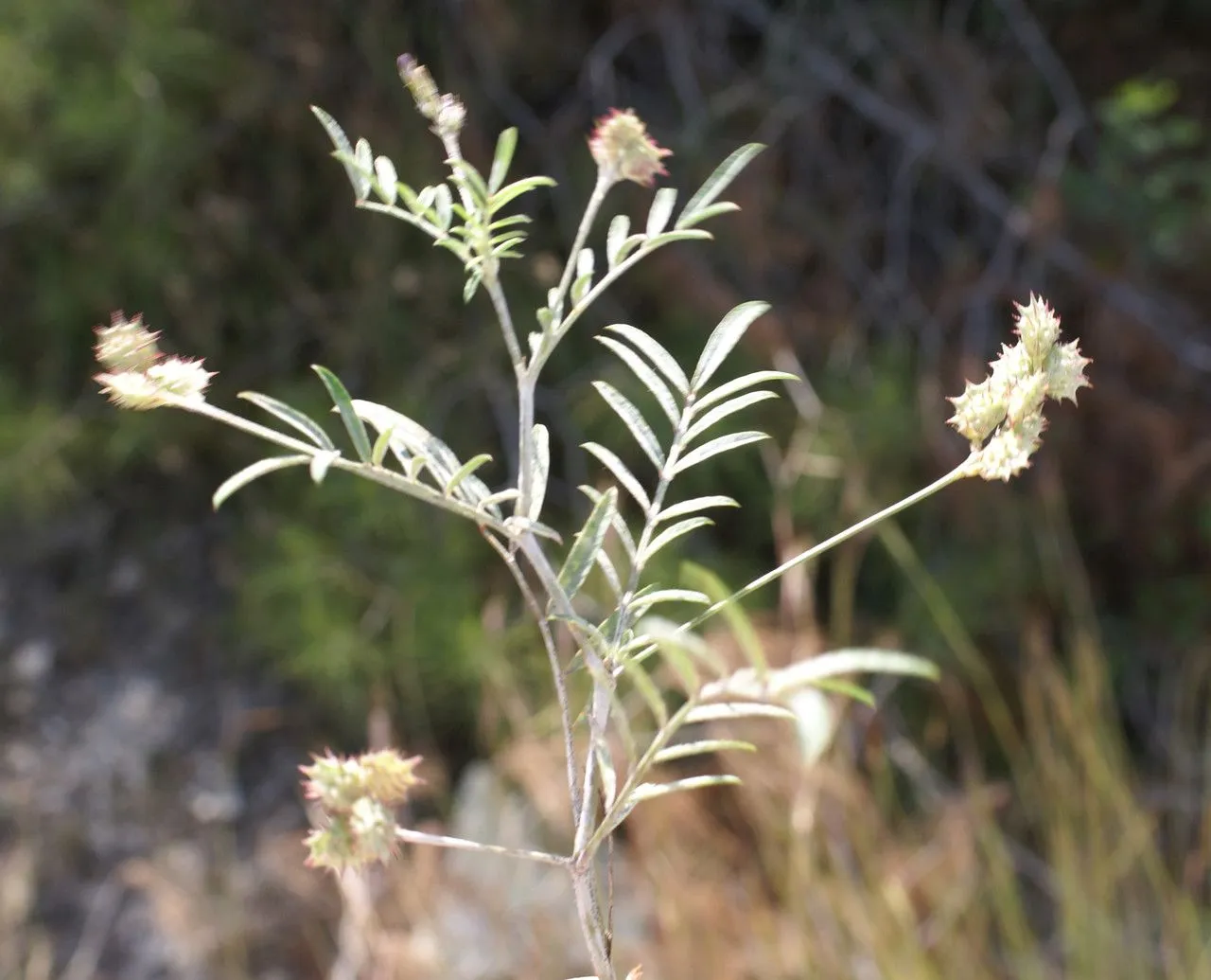 Cockscomb sainfoin (Onobrychis caput-galli, Fl. Franç. 2: 651 (1779))