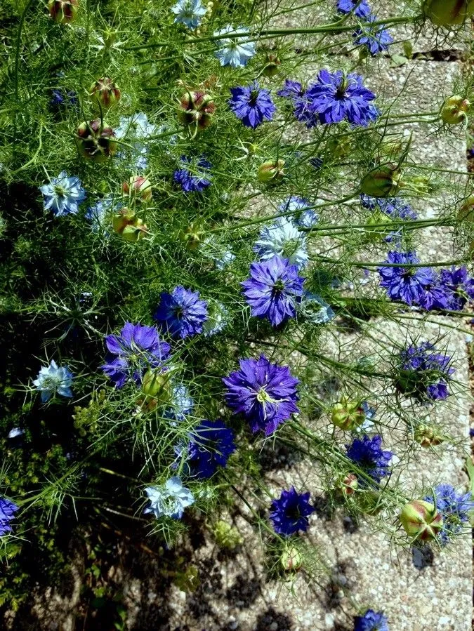 Jack-in-the-green (Nigella damascena, Sp. Pl.: 584 (1753))