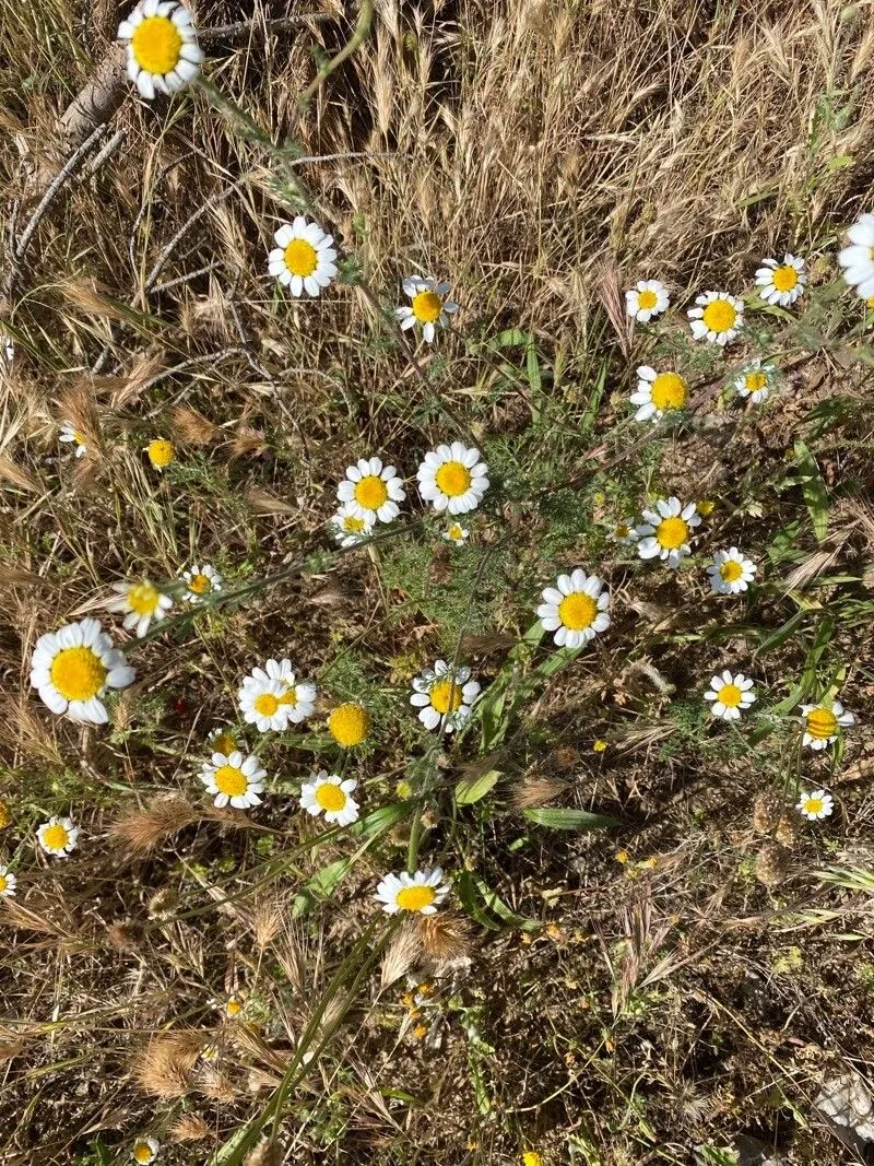 Eastern chamomile (Anthemis ruthenica, Fl. Taur.-Caucas. 2: 330 (1808))