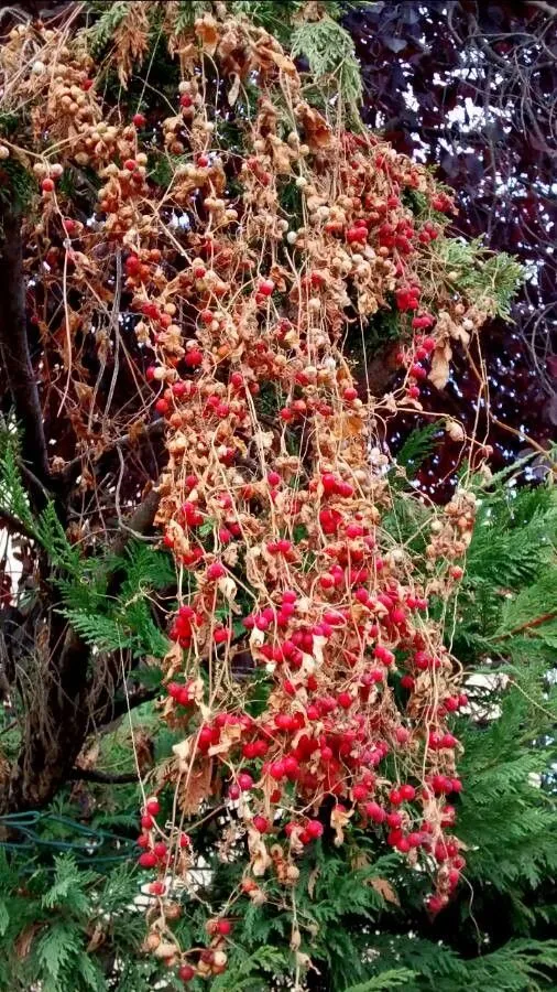 Cretan bryony (Bryonia cretica, Sp. Pl.: 1013 (1753))