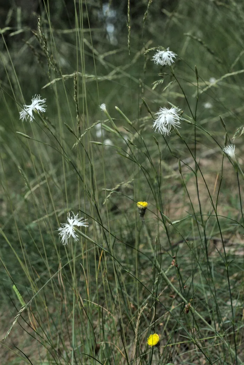 Finland pink (Dianthus arenarius, Sp. Pl.: 412 (1753))