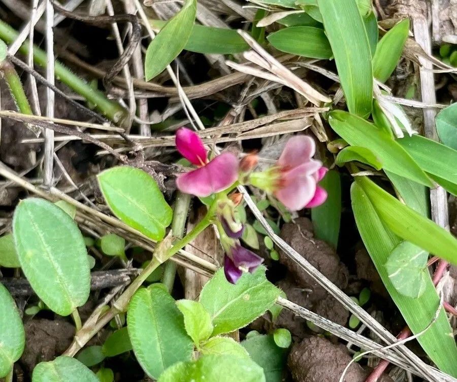 Alyce-clover (Alysicarpus vaginalis, Prodr. 2: 353 (1825))