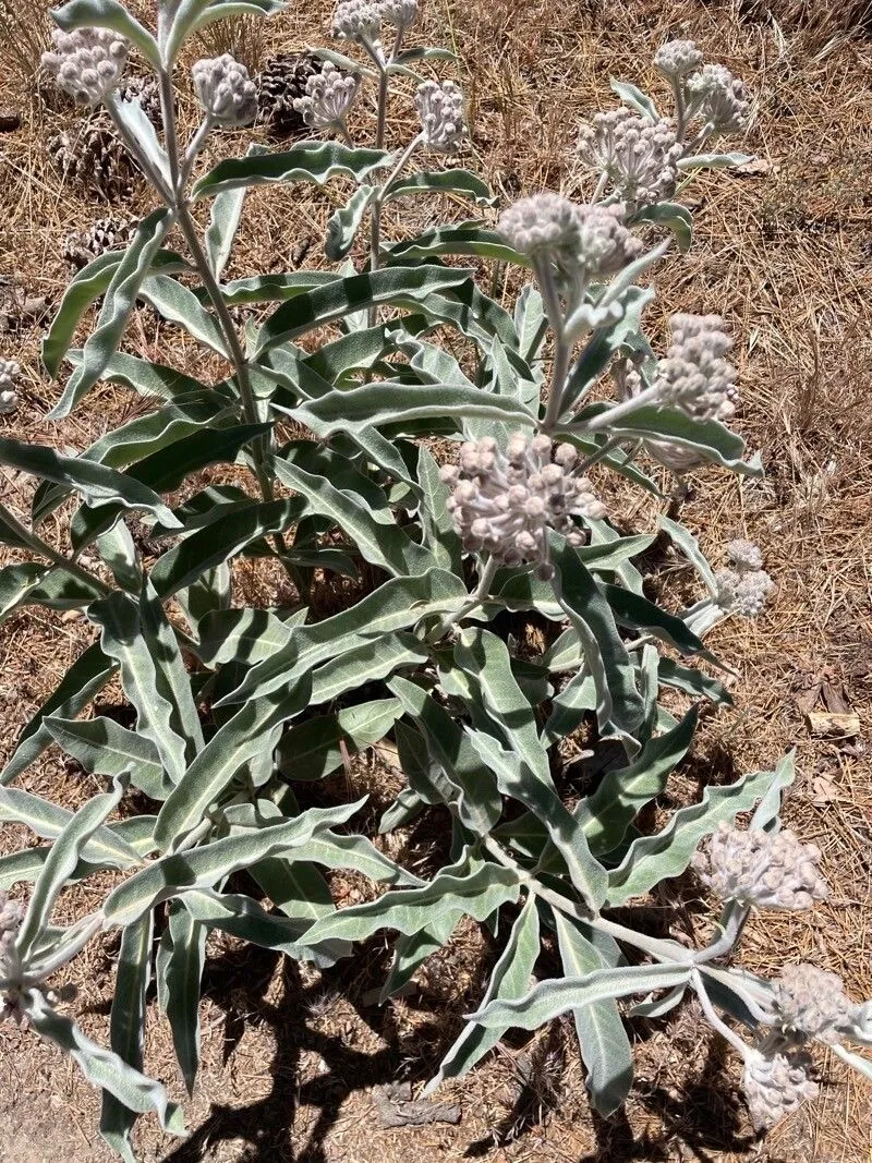 Indian milkweed (Asclepias eriocarpa, Pl. Hartw.: 323 (1849))