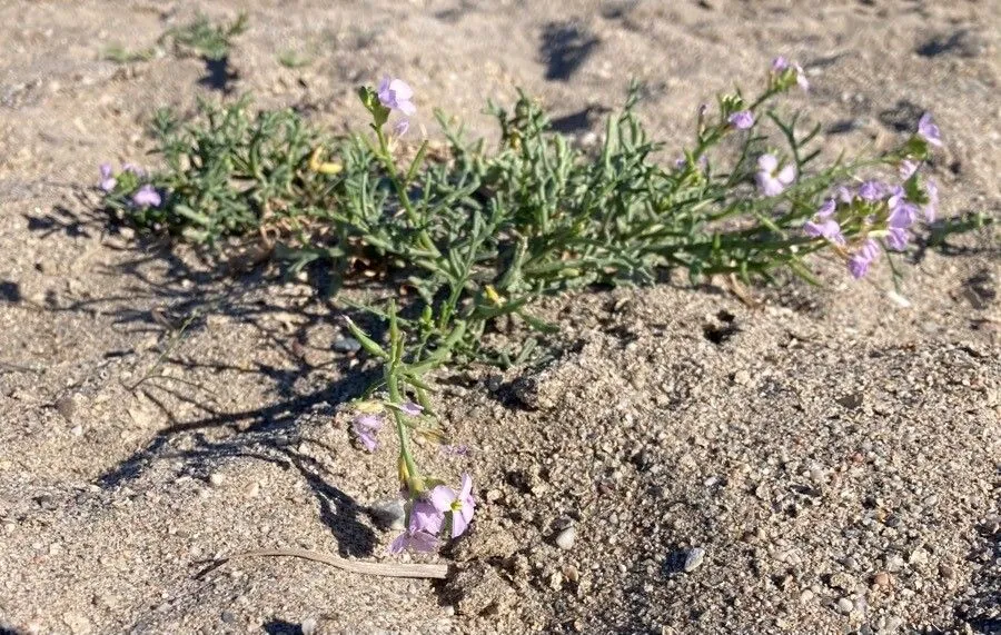 Sea rocket (Cakile maritima, Fl. Carniol., ed. 2, 2: 35 (1771))