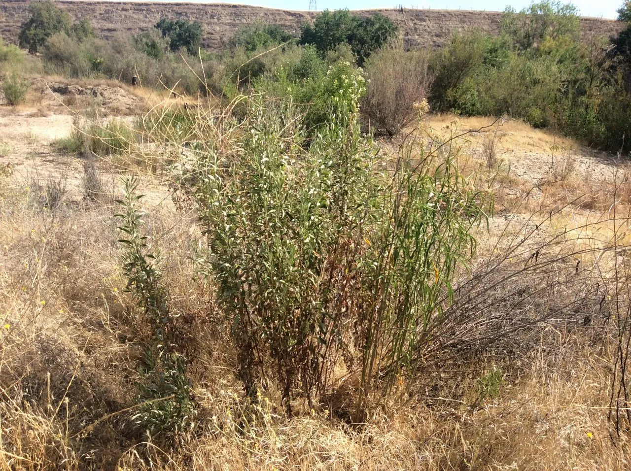 Mexican milkweed (Asclepias fascicularis, A.P.de Candolle, Prodr. 8: 509 (1844))