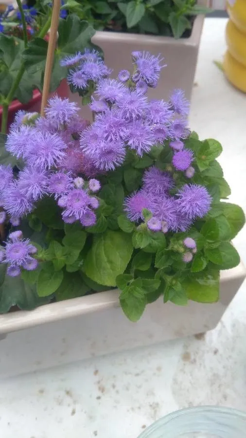 Mexican ageratum (Ageratum houstonianum, Gard. Dict. ed. 8: n.° 2 (1768))