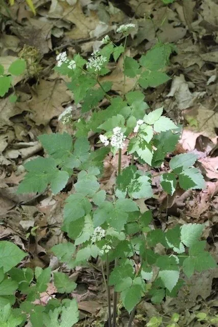 Smooth sweet cicely (Osmorhiza longistylis, Prodr. 4: 232 (1830))