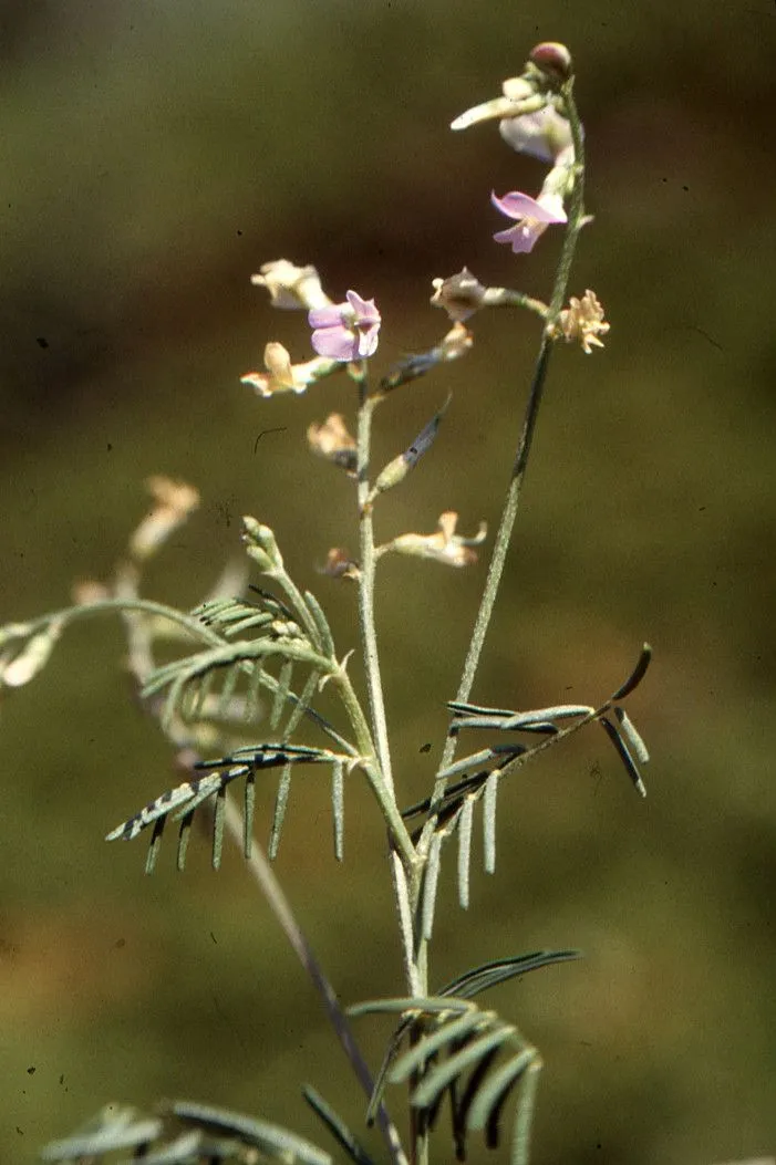 Broad-pod vetch (Vicia peregrina, Sp. pl. 2:737. 1753)