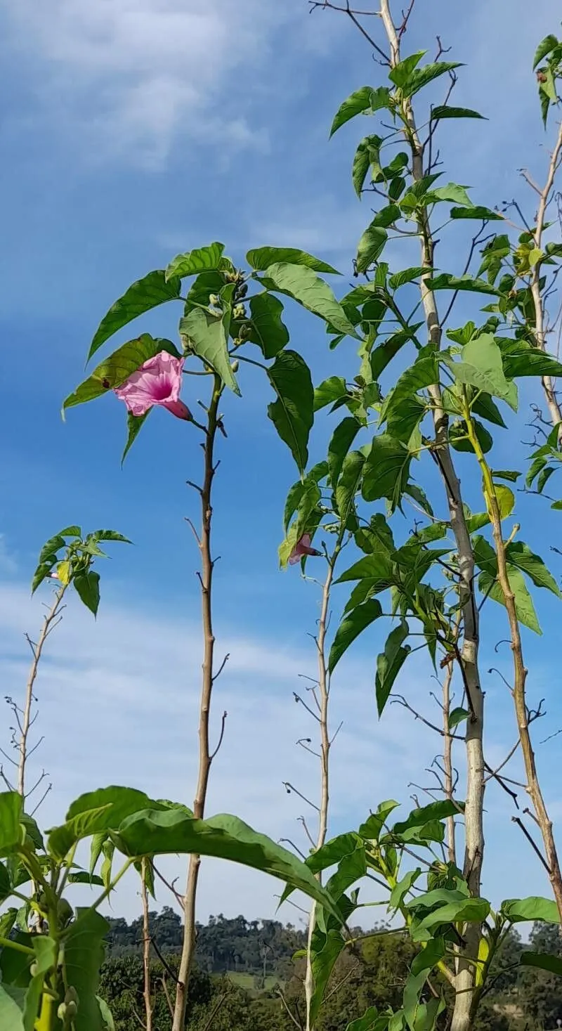 Gloria de la manana (Ipomoea carnea, Enum. Syst. Pl.: 13 (1760))