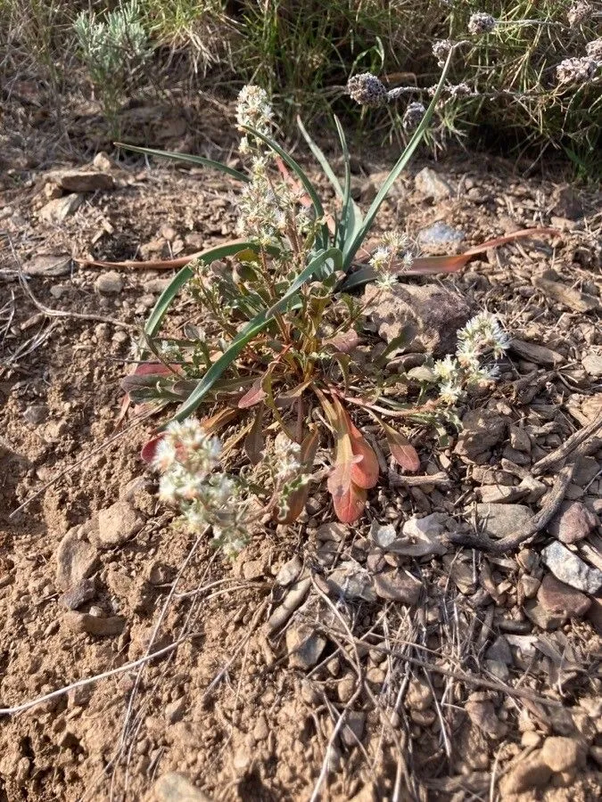 Rampion mignonette (Reseda phyteuma, Sp. Pl.: 449 (1753))