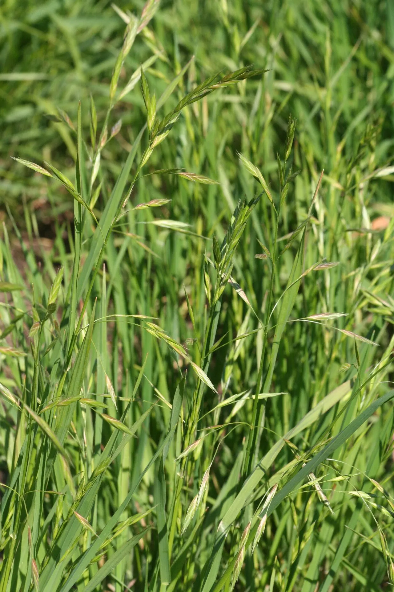 Sweet brome (Bromus carinatus, Bot. Beechey Voy.: 403 (1840))