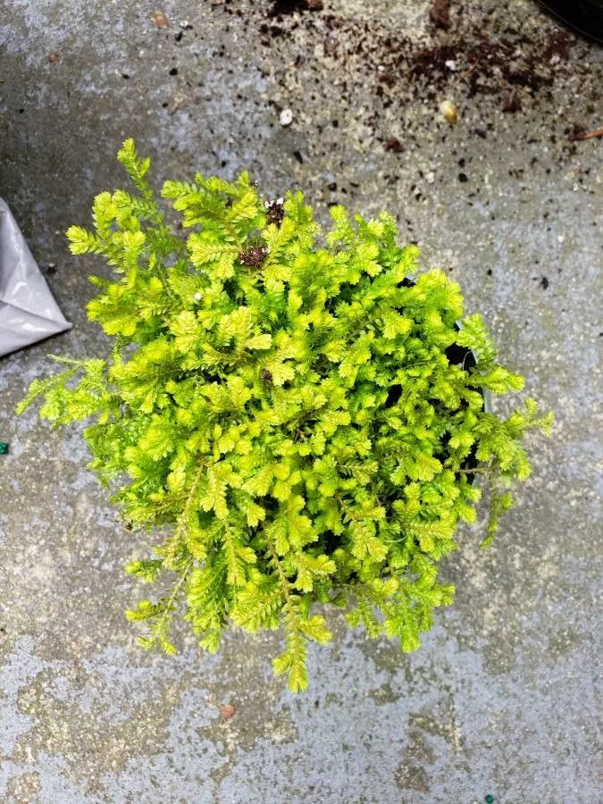 Garden selaginella (Selaginella kraussiana, Index Seminum (B, Berolinensis) 1859: 22 (1860))