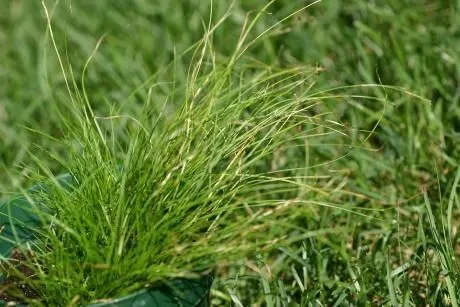 Bristleleaf sedge (Carex eburnea, W.J.Hooker, Fl. Bor.-Amer. 2: 226 (1839))