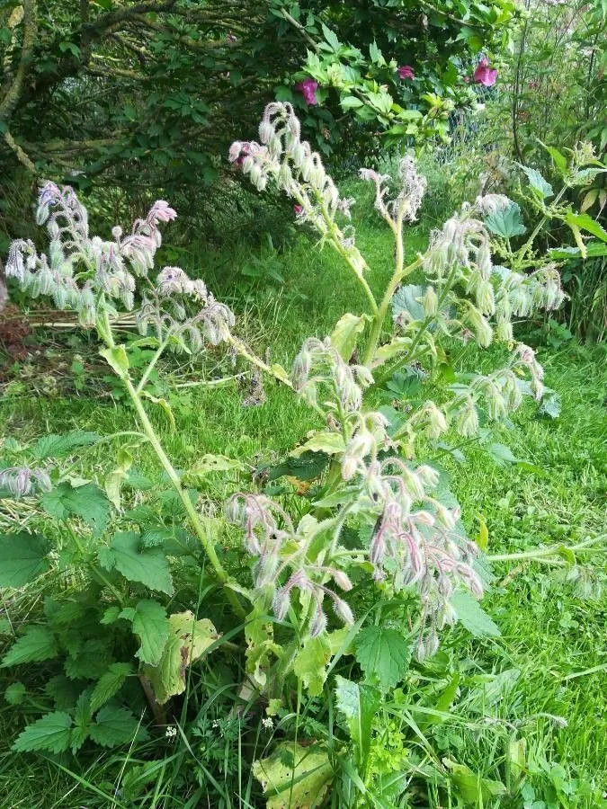 Beebread (Borago officinalis, Sp. pl. 1:137. 1753)