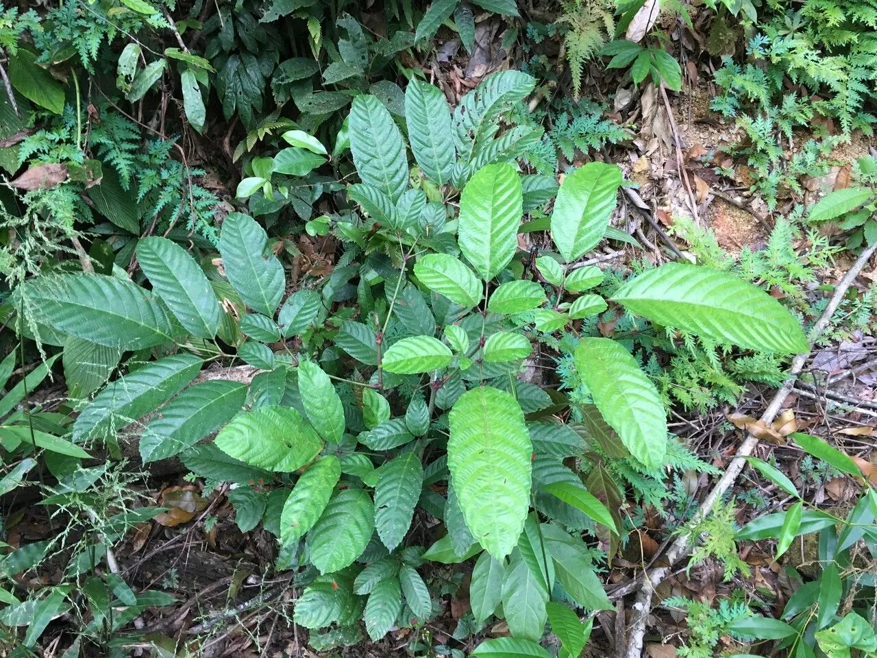 Bandicoot-berry (Leea indica, Philipp. J. Sci. 14: 245 (1919))