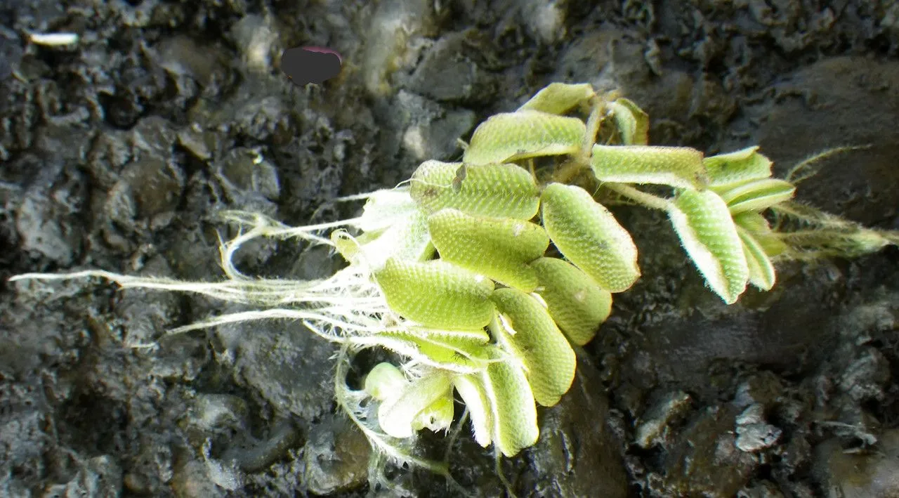 Floating watermoss (Salvinia natans, Fl. Pedem. 2: 289 (1785))