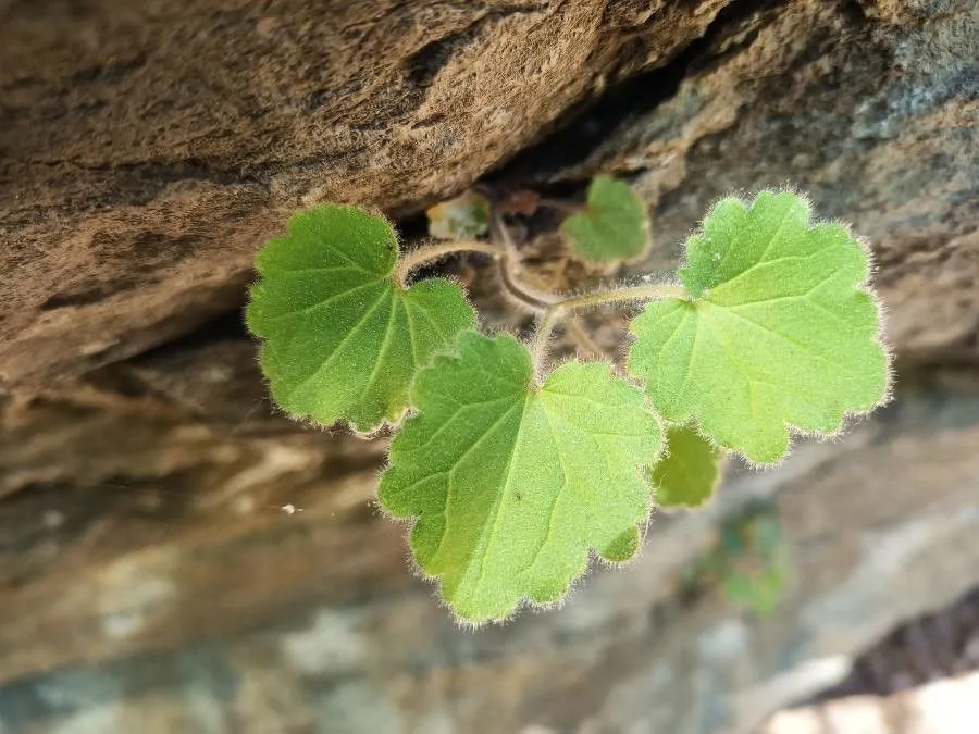 Richardson’s alumroot (Heuchera richardsonii, J.Franklin, Narr. Journey Polar Sea: 766 (1823))