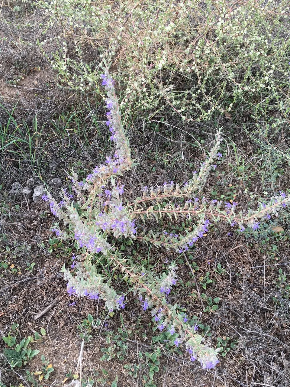 Vinegar-weed (Trichostema lanceolatum, Labiat. Gen. Spec.: 659 (1835))