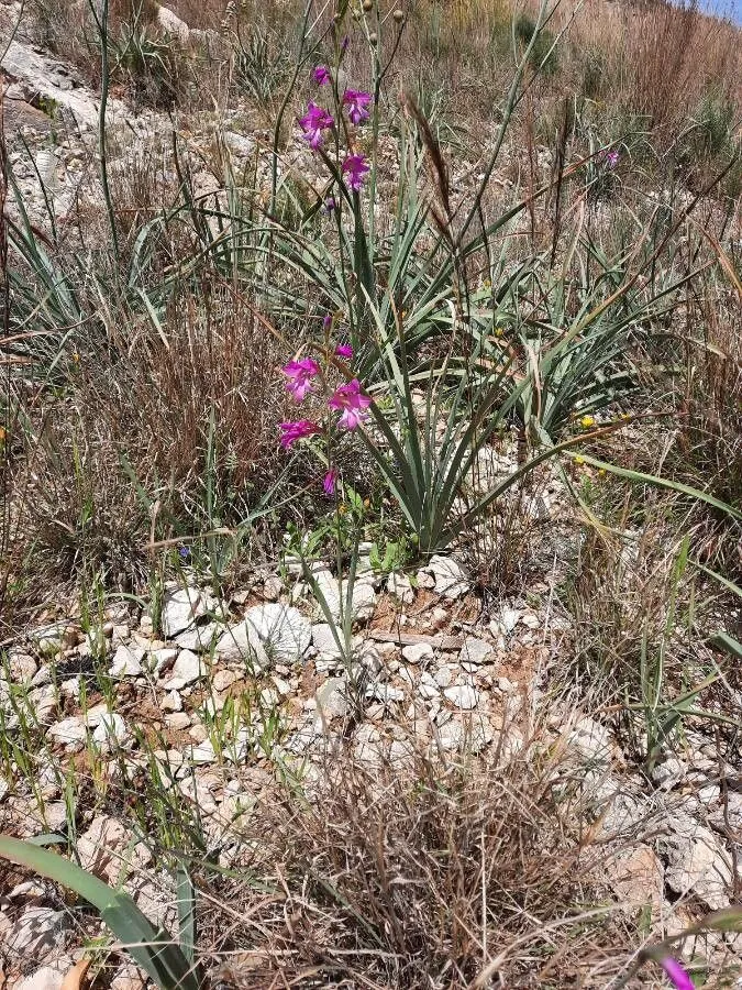 Wild gladiolus (Gladiolus illyricus, Syn. fl. germ. helv. 699. 1837)