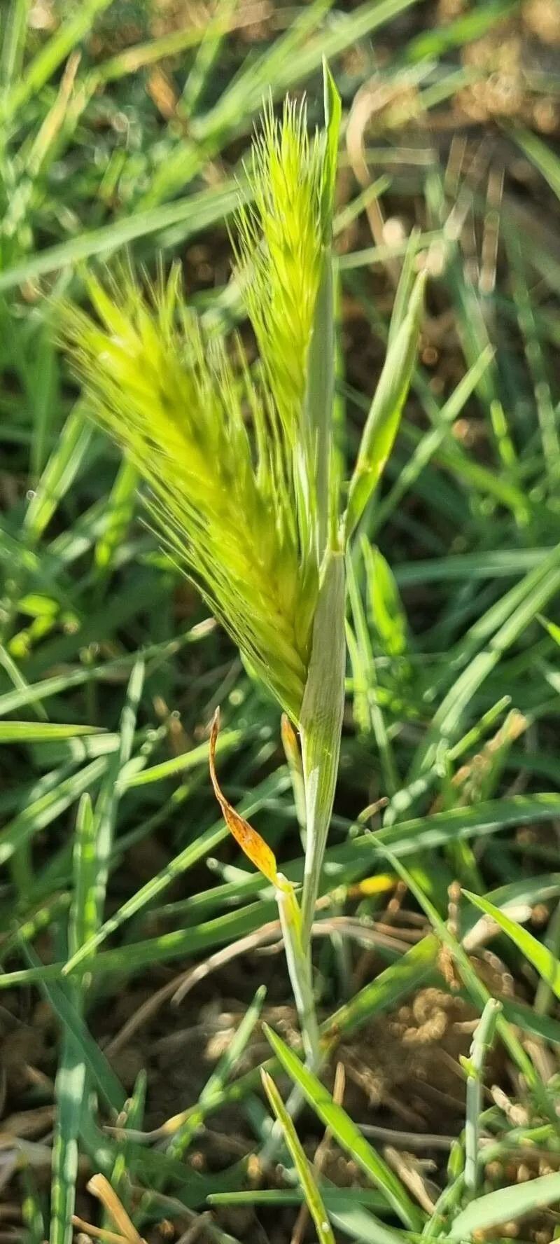 Little barley (Hordeum pusillum, Gen. N. Amer. Pl. 1: 87 (1818))