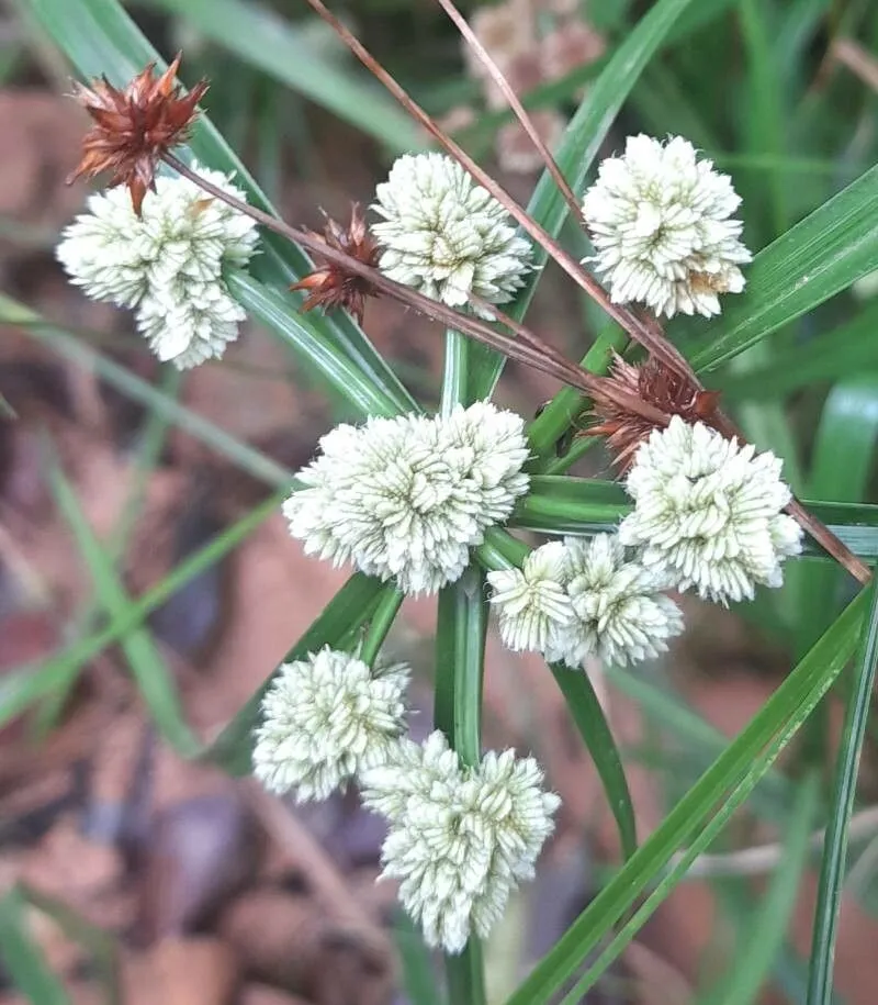 Rush-like flatsedge (Cyperus luzulae, Observ. Bot. 4: 11 (1786))