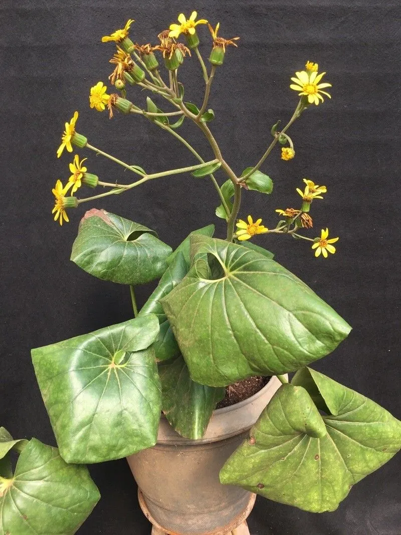 Leopardplant (Farfugium japonicum, Acta Phytotax. Geobot. 8: 268 (1939))