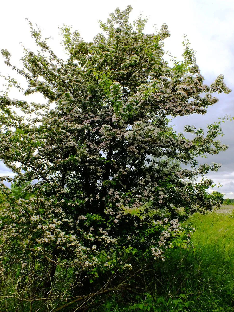 Calycine hawthorn (Crataegus rhipidophylla, Bull. Soc. Bot. France 18: 447 (1871 publ. 1872))