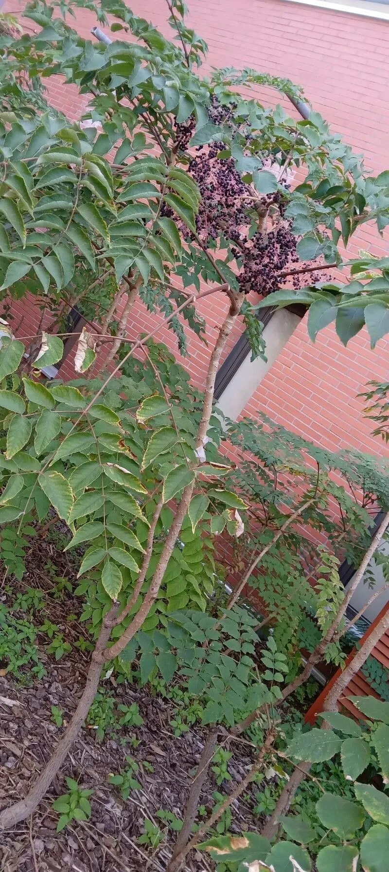 Japanese angelica tree (Aralia elata, J. Bot. 6: 134 (1868))