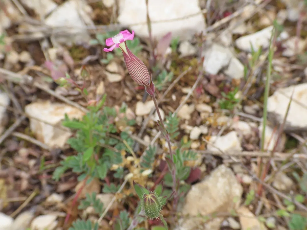 Sand catchfly (Silene conica, Sp. Pl.: 418 (1753))