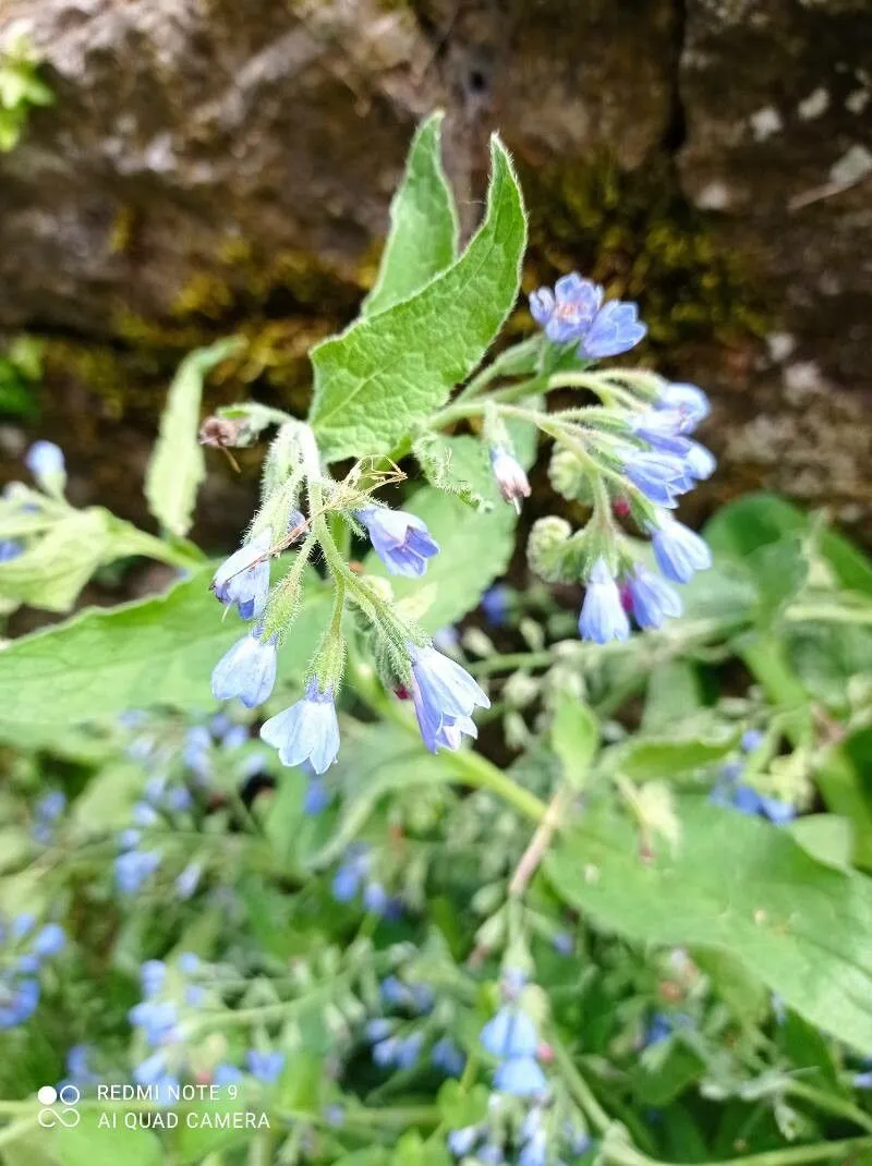 Caucasian comfrey (Symphytum caucasicum, Fl. Taur.-Caucas. 1: 128 (1808))