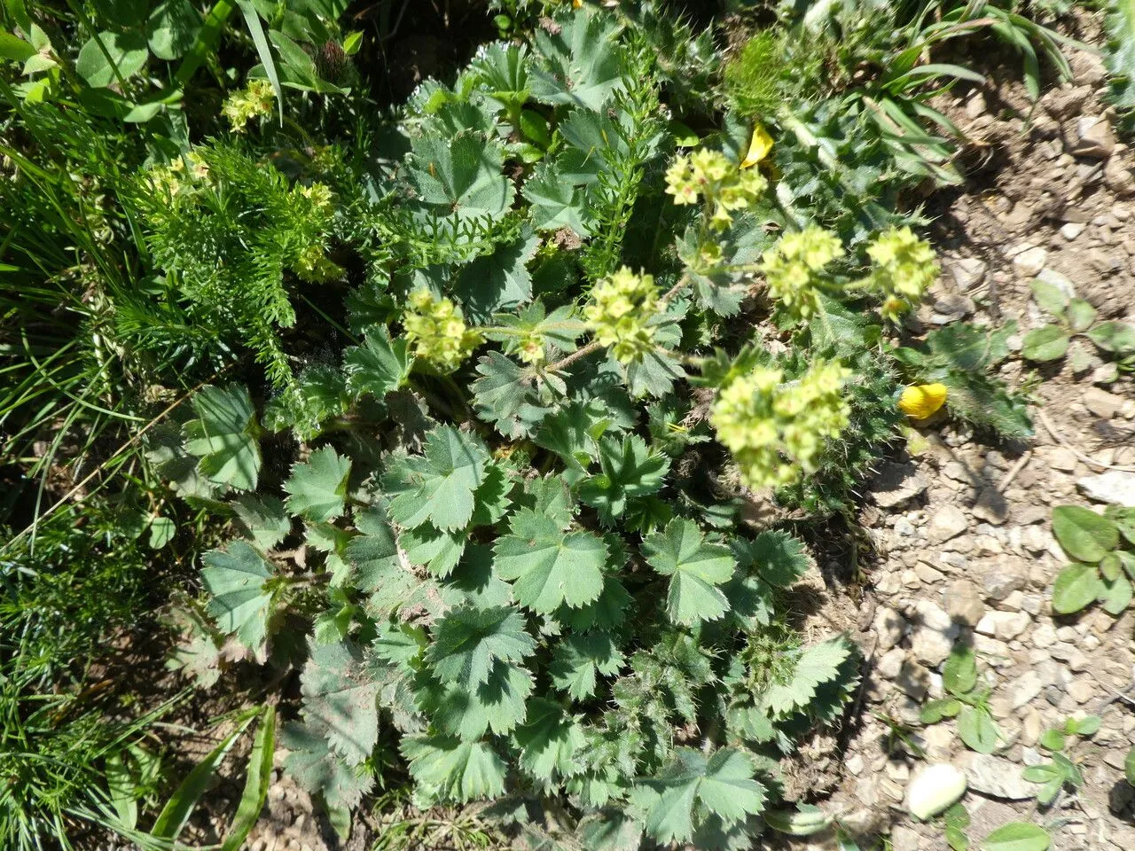 Small lady’s-mantle (Alchemilla flabellata, Bull. Soc. Dauphin. Échange Pl., sér. 2, 3: 101 (1891 publ. 1892))