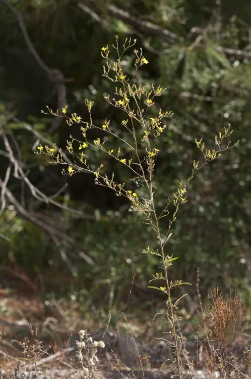 Slender scratchdaisy (Croptilon divaricatum, Fl. Tellur. 2: 47 (1837))