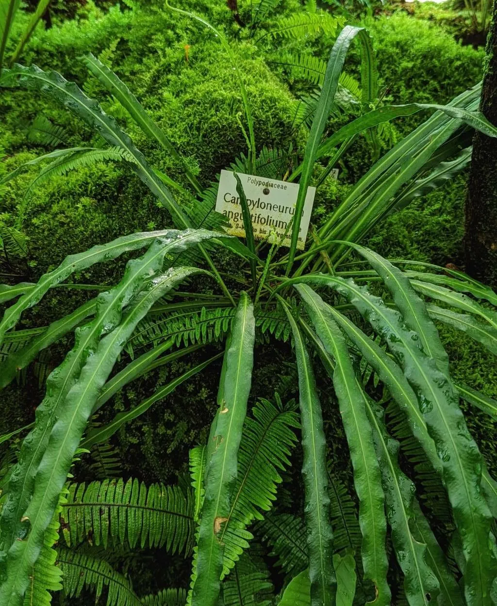 Narrow strapfern (Campyloneurum angustifolium, Mém. Foug., 5. Gen. Filic.: 257 (1852))