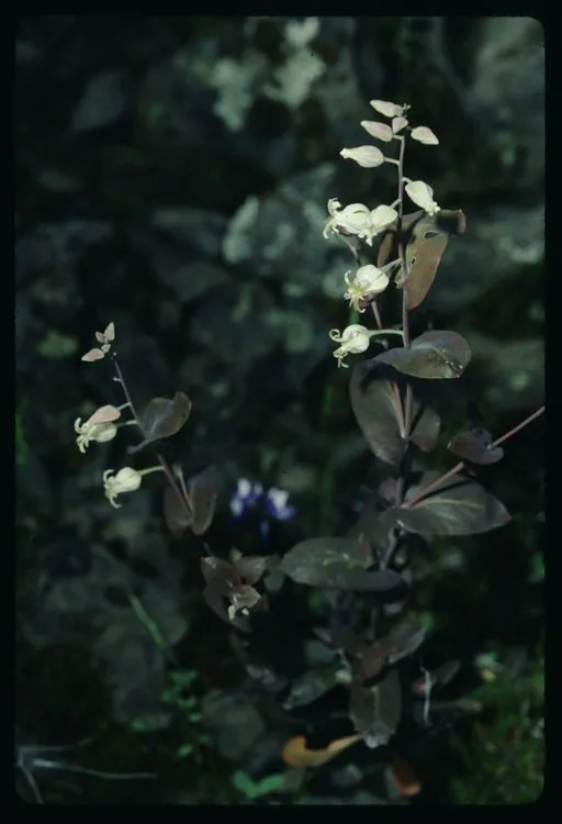 Shieldplant (Streptanthus tortuosus, Proc. Calif. Acad. Sci. 2: 152 (1863))