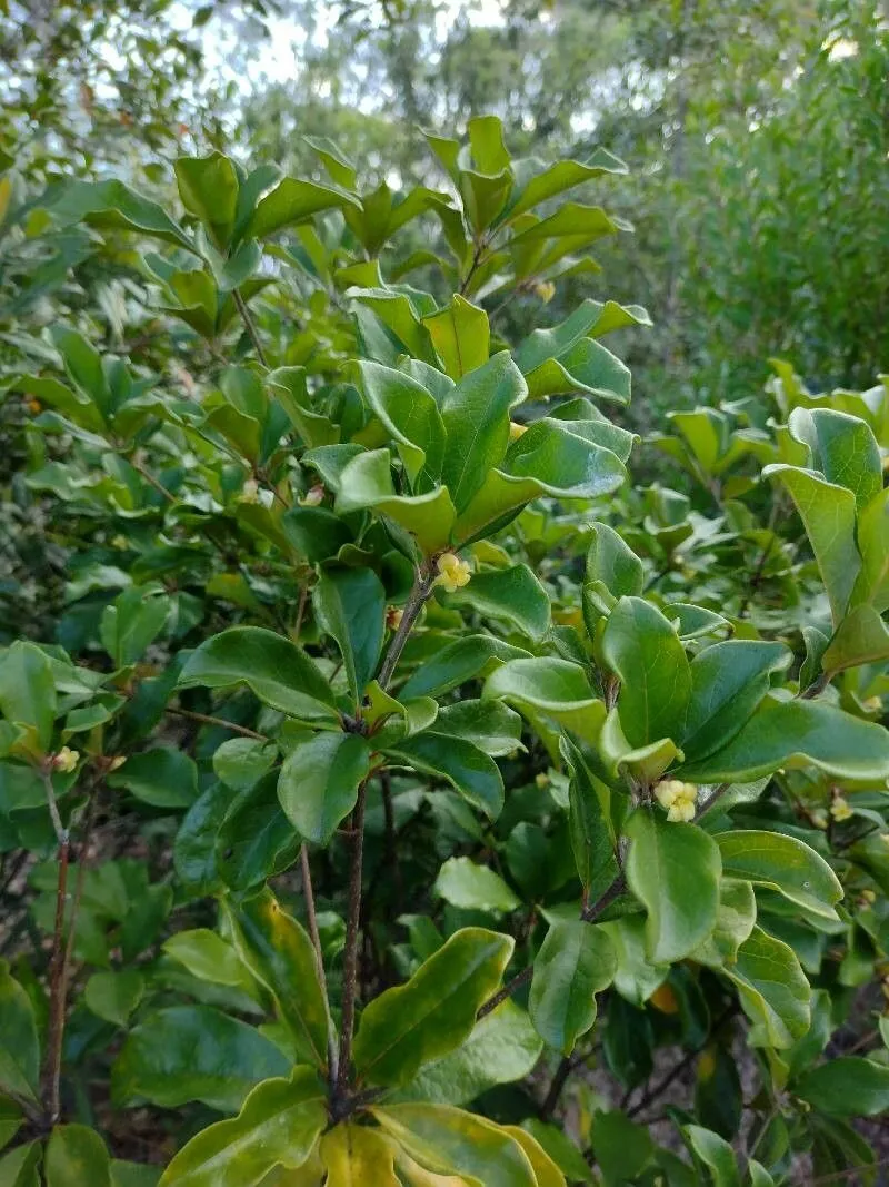 Brisbane-laurel (Pittosporum revolutum, Hortus Kew. 2: 27 (1811))