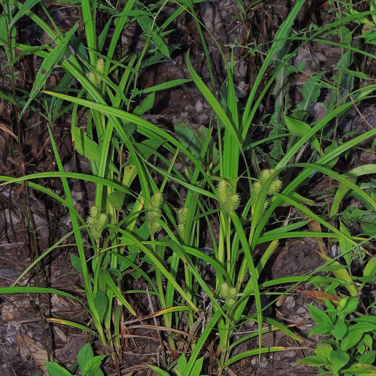 Frank’s sedge (Carex frankii, Enum. Pl. 2: 498 (1837))