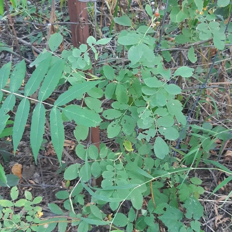 Woods’s rose (Rosa woodsii, Ros. Monogr.: 21 (1820))