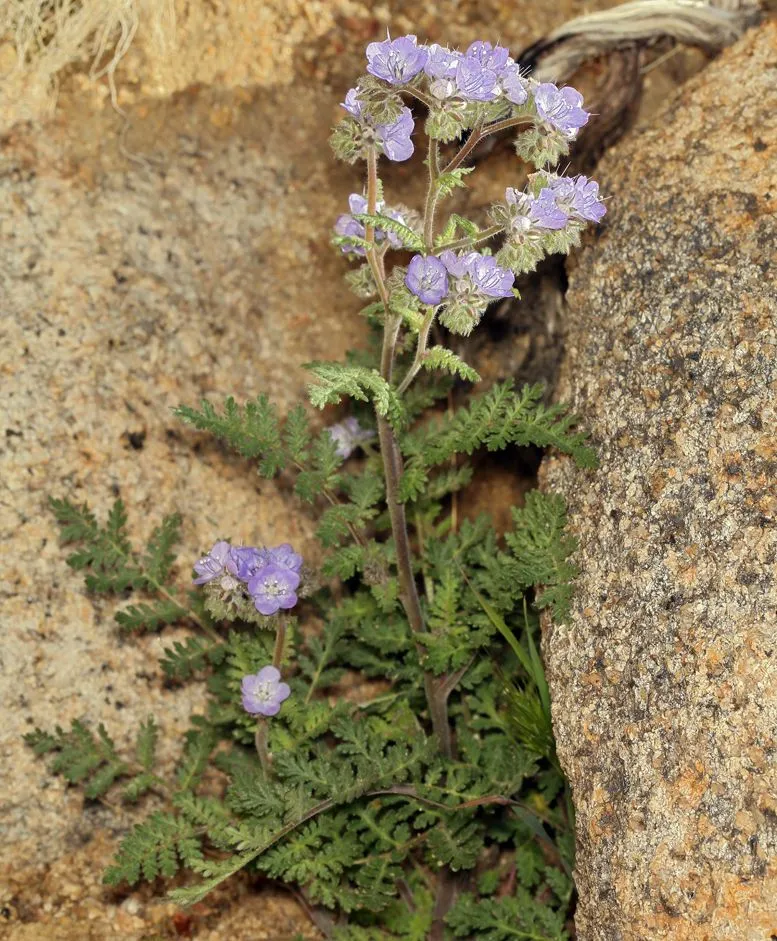 Distant phacelia (Phacelia distans, Bot. Voy. Sulphur: 36 (1844))