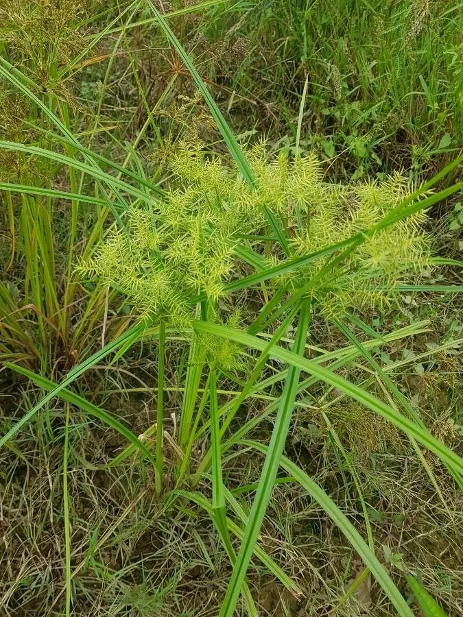 Calingale (Cyperus odoratus, Sp. Pl.: 46 (1753))