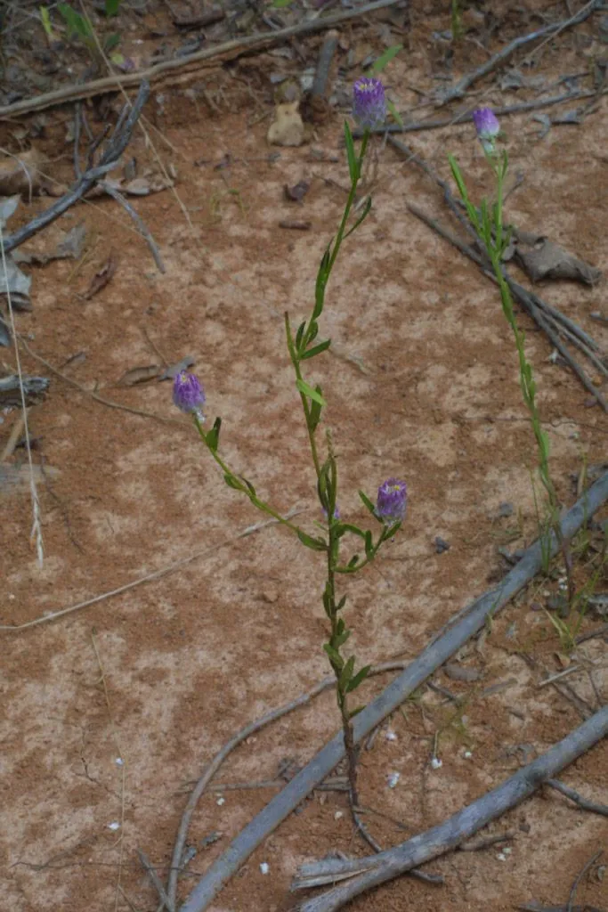 Common polygala (Polygala sanguinea, Sp. Pl.: 705 (1753))