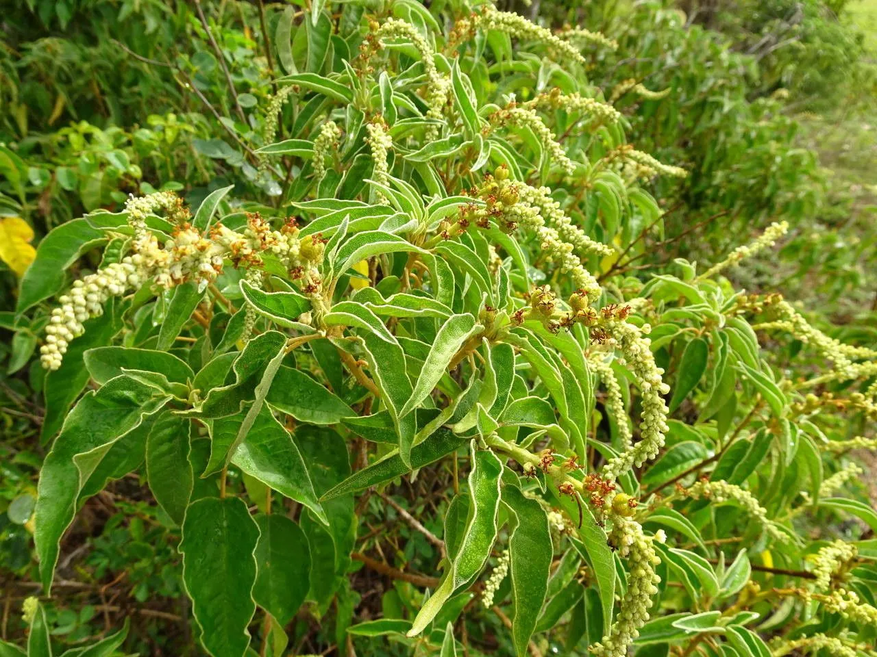 Balsam (Croton flavens, Syst. Nat. ed. 10, 2: 1276 (1759))