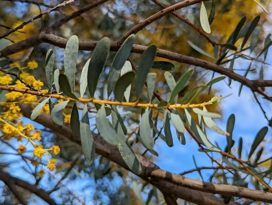 Graceful wattle (Acacia decora, Iconogr. Bot. Exot. 2: t. 199 (1829))