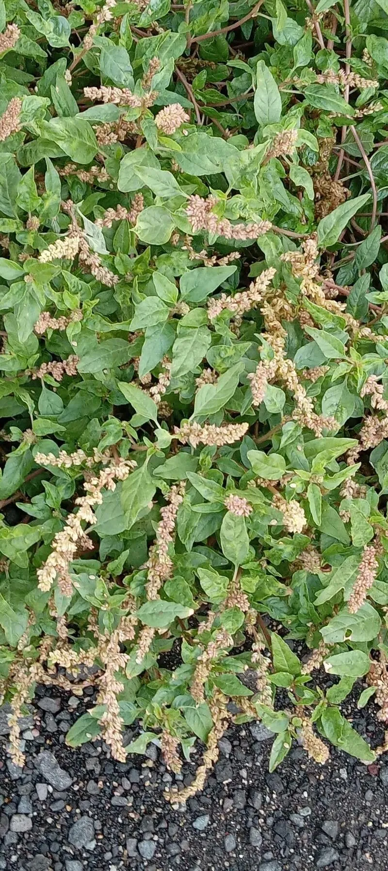 Argentine amaranth (Amaranthus deflexus, Mant. Pl. 2: 295 (1771))