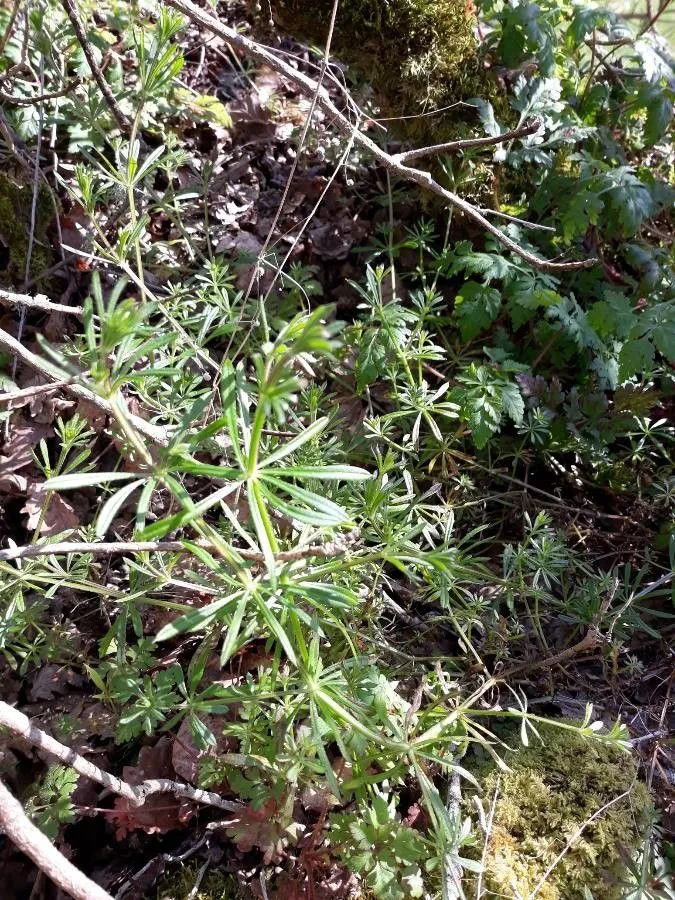 Warty bedstraw (Galium verrucosum, Philos. Trans. 56: 251 (1767))