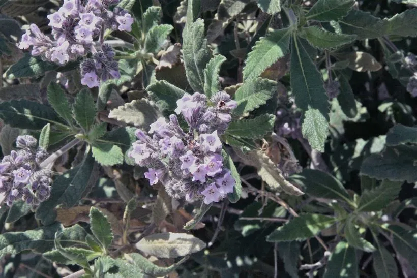 Thick-leaf yerba-santa (Eriodictyon crassifolium, Bot. Voy. Sulphur: 35 (1844))